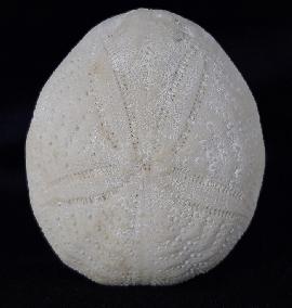Eupatagus (Oymnopatagus) antillarum (COTTEAU 1875) - Bild &copy; FossNet FossilienStore